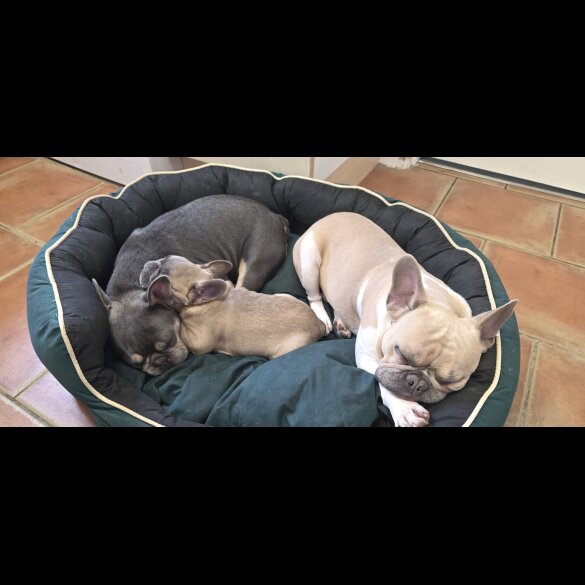 French Bulldog - Both