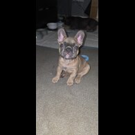 French Bulldog - Both