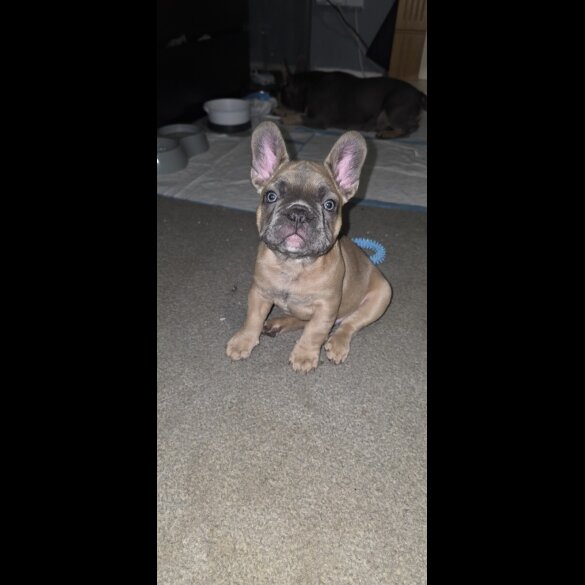 French Bulldog - Both