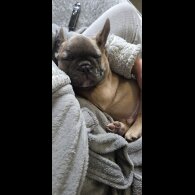 French Bulldog - Both