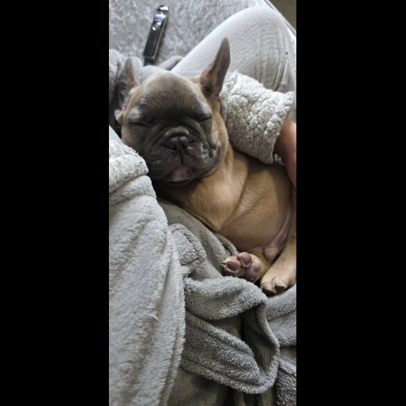 French Bulldog - Both