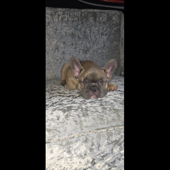 French Bulldog - Both