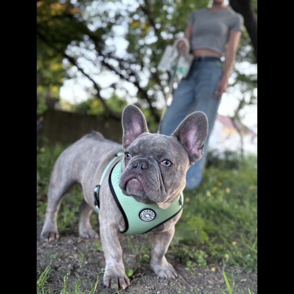 French Bulldog
