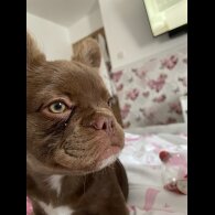 French Bulldog - Both