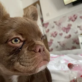 French Bulldog - Both