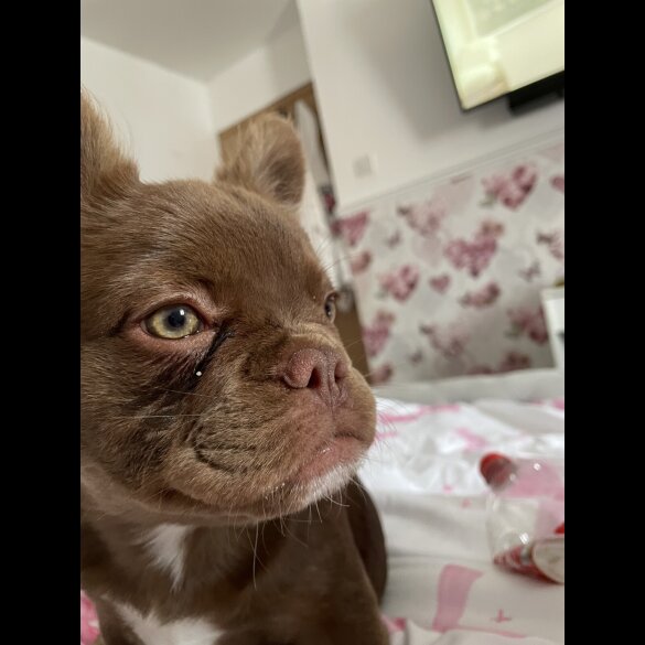 French Bulldog - Both