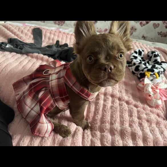 French Bulldog - Both