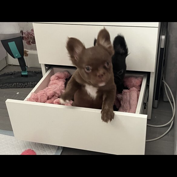 French Bulldog - Both