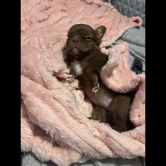 French Bulldog - Both