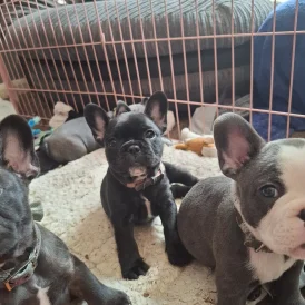 French Bulldog - Both