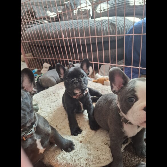 French Bulldog - Both