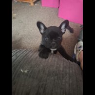 French Bulldog - Both