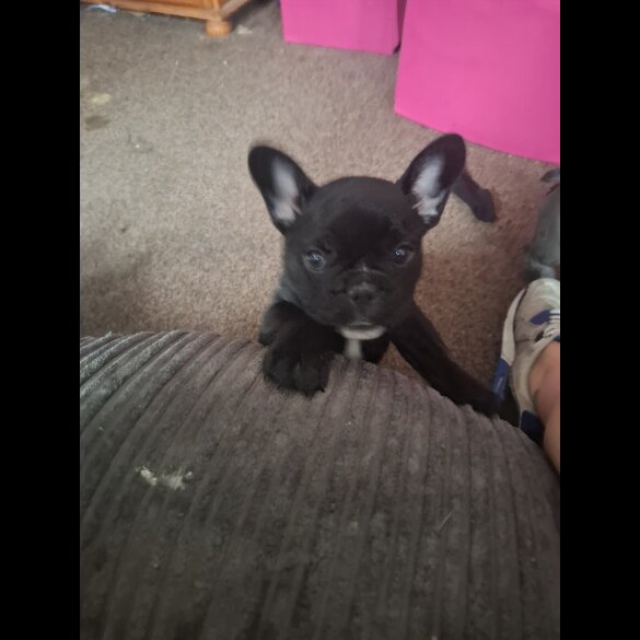 French Bulldog - Both
