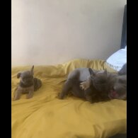 French Bulldog - Both