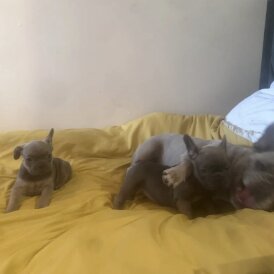 French Bulldog - Both