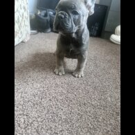 French Bulldog - Both
