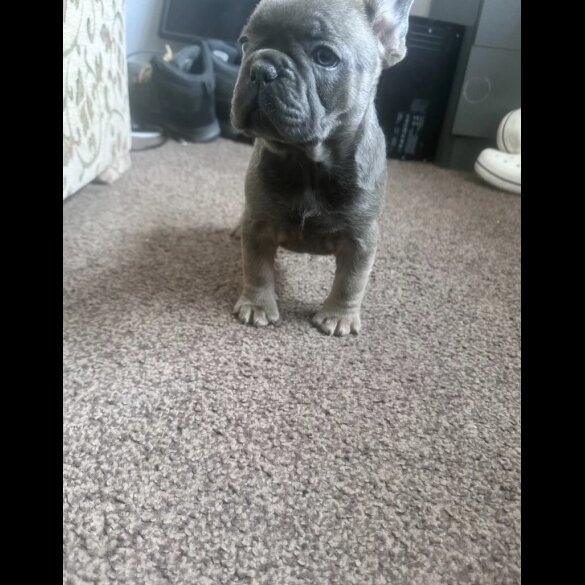 French Bulldog - Both