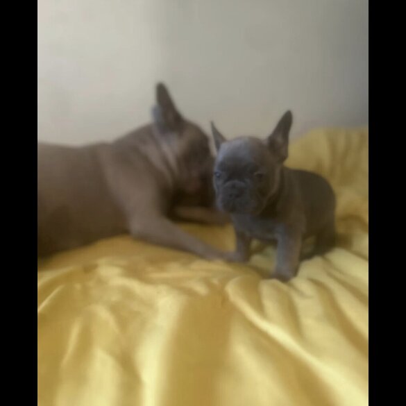 French Bulldog - Both