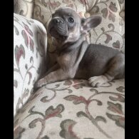 French Bulldog - Both