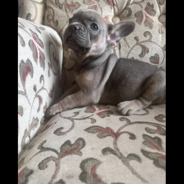 French Bulldog - Both