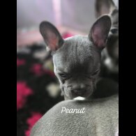 French Bulldog - Bitches