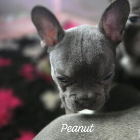 French Bulldog - Bitches