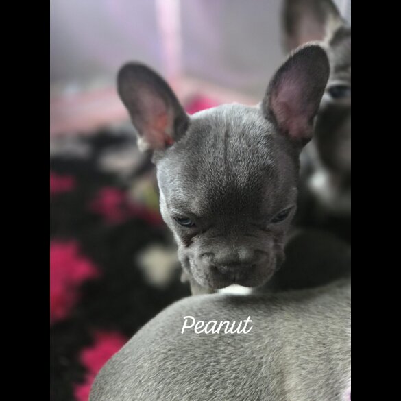 French Bulldog - Bitches