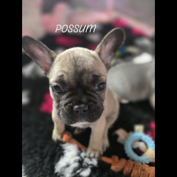 French Bulldog - Bitches