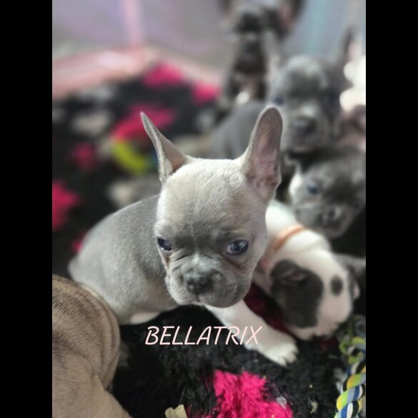 French Bulldog - Bitches