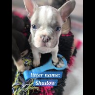 French Bulldog - Bitches