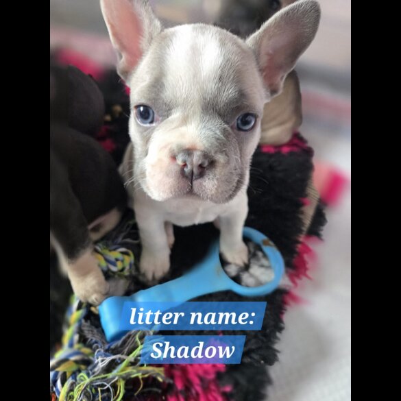 French Bulldog - Bitches