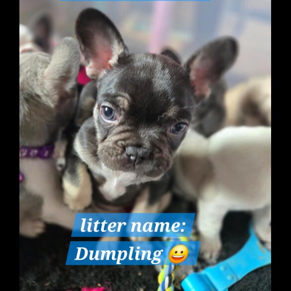 French Bulldog - Bitches