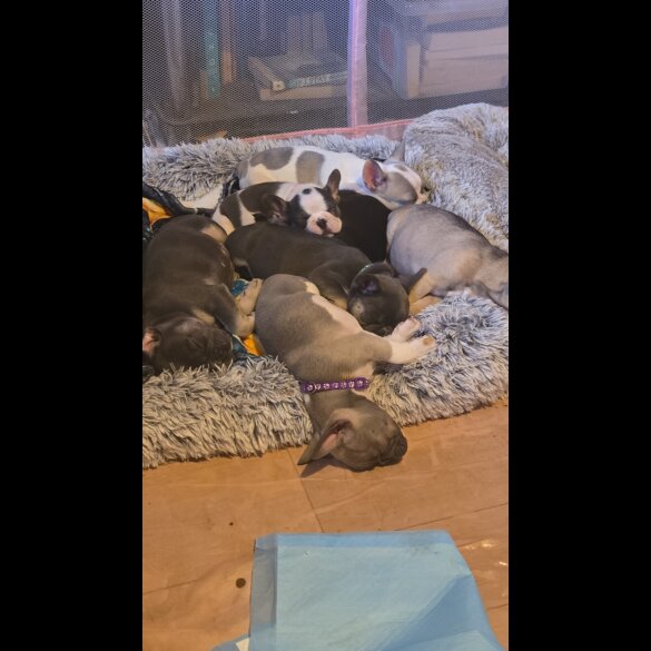French Bulldog - Bitches