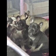 French Bulldog - Bitches