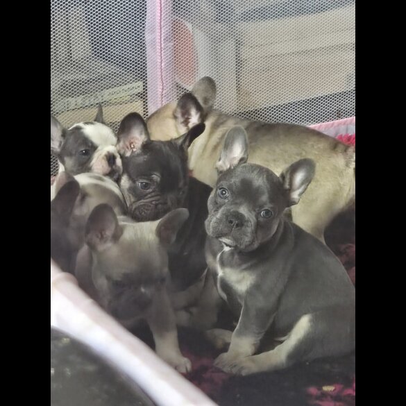 French Bulldog - Bitches