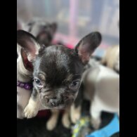 French Bulldog - Bitches