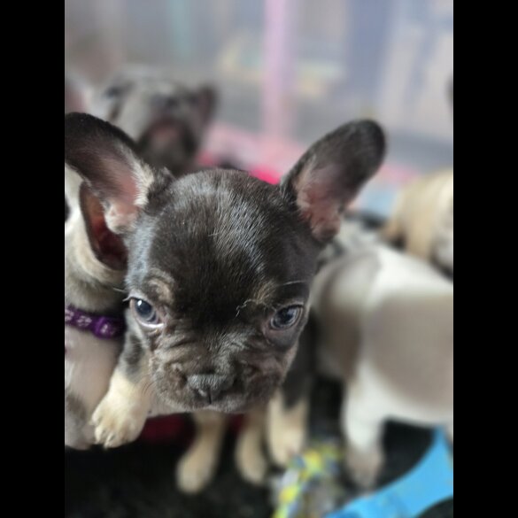 French Bulldog - Bitches
