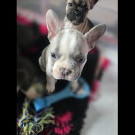 French Bulldog - Bitches