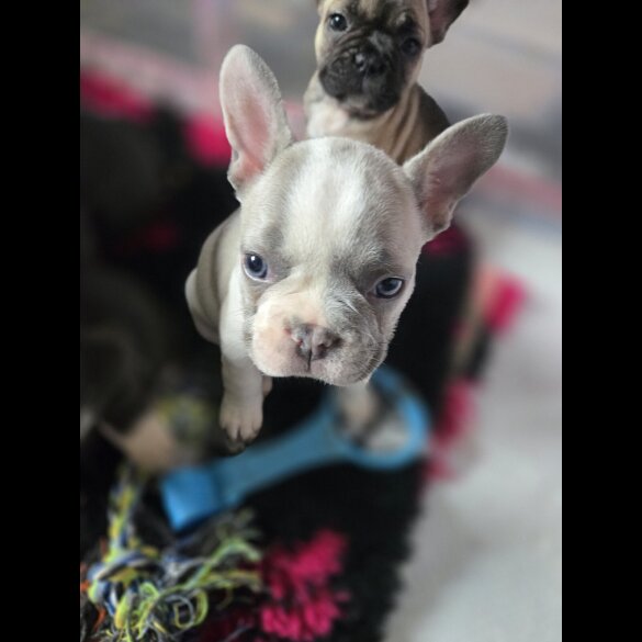 French Bulldog - Bitches