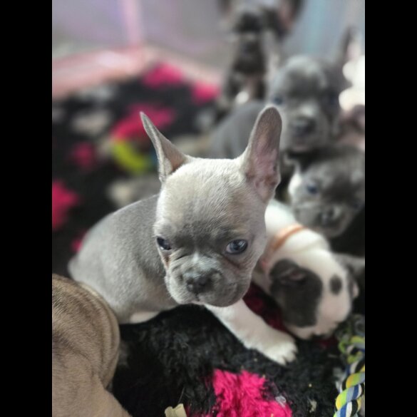 French Bulldog - Bitches