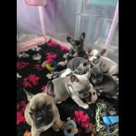 French Bulldog - Bitches