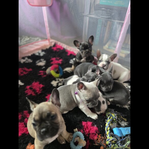 French Bulldog - Bitches