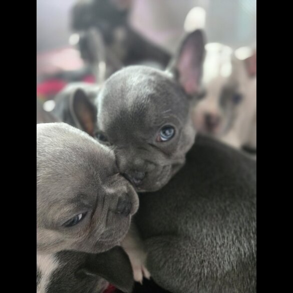 French Bulldog - Bitches