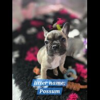 French Bulldog - Bitches