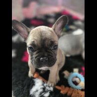 French Bulldog - Bitches