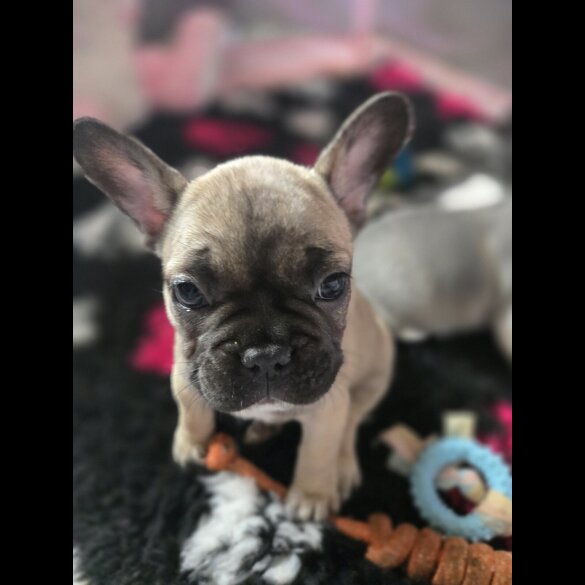 French Bulldog - Bitches