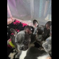 French Bulldog - Bitches