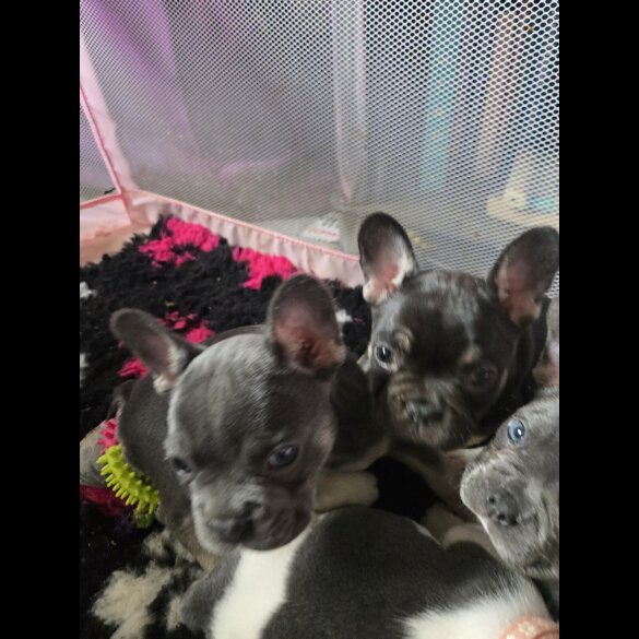 French Bulldog - Bitches