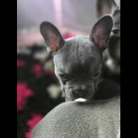 French Bulldog - Bitches