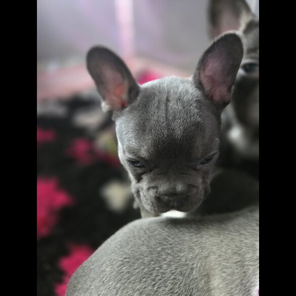 French Bulldog - Bitches